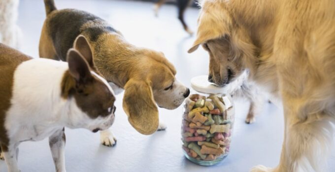 Dog Treat Choices: How do You Pick Your Dog’s Treats?