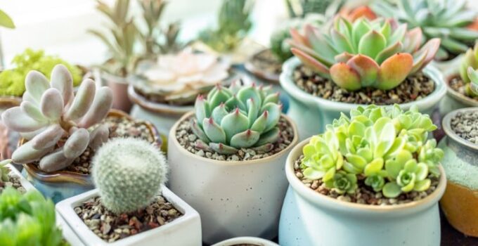 4 Tips for Choosing the Right Pot for Your Succulents