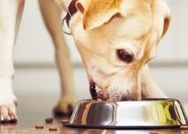 8 Common Dog Food and Feeding Myths You Need to Stop Believing