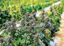 4 Tips For Growing High CBD Industrial Hemp Strains