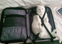 4 Tips and Tricks for Traveling With Your Cat