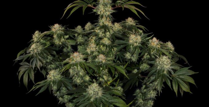 What You Should Know About OG Kush CBD Hemp Flower