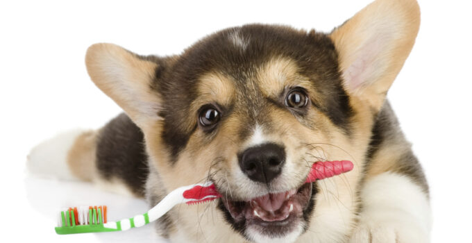 7 Dental Care Tips and Tricks for New Dog Owners