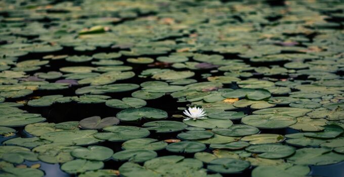 The Pros and Cons of Owning Backyard Ponds