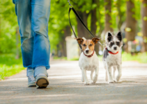 Easy Ways to Make Dog Walking More Interesting