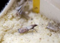 How to Get Rid of Moths in Your Home