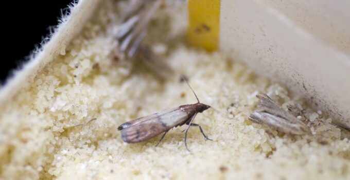 How to Get Rid of Moths in Your Home