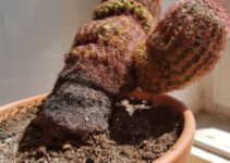7 Ways to tell if your Cactus is Dying