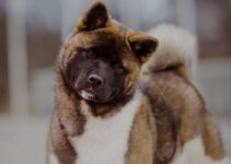 American Akita Dog: Health, Personality & Care Tips