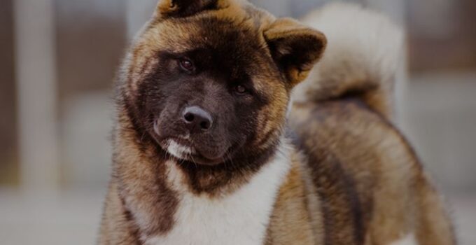 American Akita Dog: Health, Personality & Care Tips