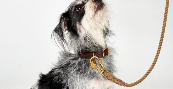 6 Things to know before you buy a Dog Collar