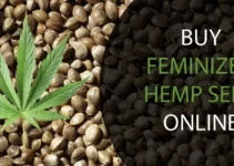 Tips for Buying Feminized Hemp Seeds Online