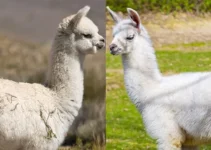 10 Interesting Facts To Know About Llamas And Alpacas