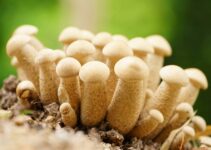 Penis Envy Mushroom Spores and Explained