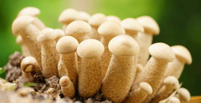 Penis Envy Mushroom Spores and Explained