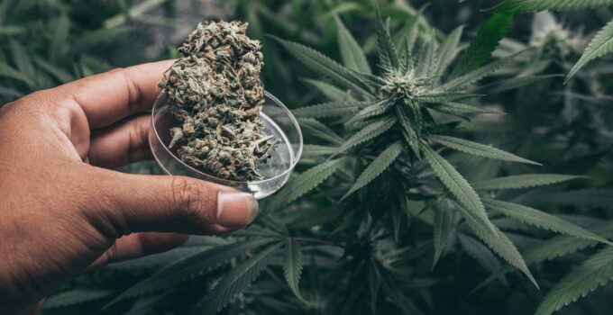 4 Easiest Cannabis Strains to Grow for Beginners