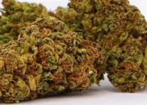 Lifter Hemp Strain – The Ultimate Uplifting Plant