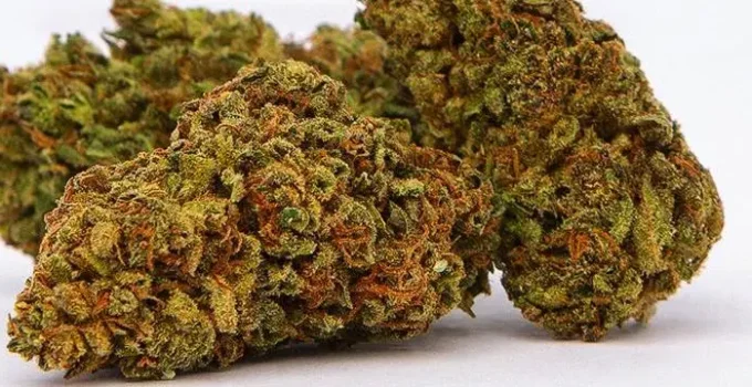 Lifter Hemp Strain – The Ultimate Uplifting Plant