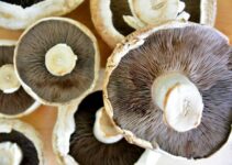 What Are Mushroom Spores & What Are They Used For?