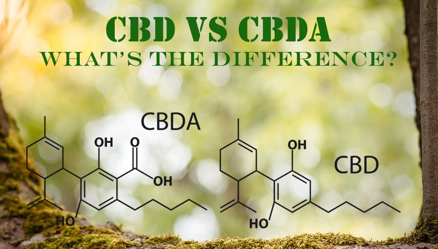 Is CBDA The New CBD? - Haaretz daily - Info & News Magazine 2024