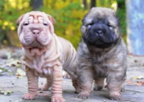 The Art of Breeding: Understanding the Science Behind Dog Breeding