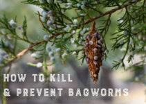 BagWorm Treatment and Prevention