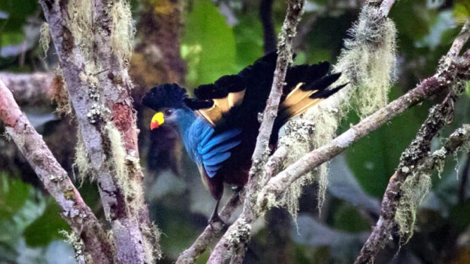 Birding in Bwindi impenetrable forest