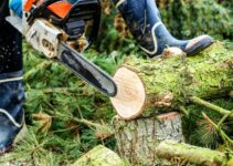 Removing Trees with Confidence: Key Guidelines and Safety Precautions