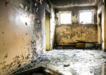 Benefits of Professional Mold Remediation