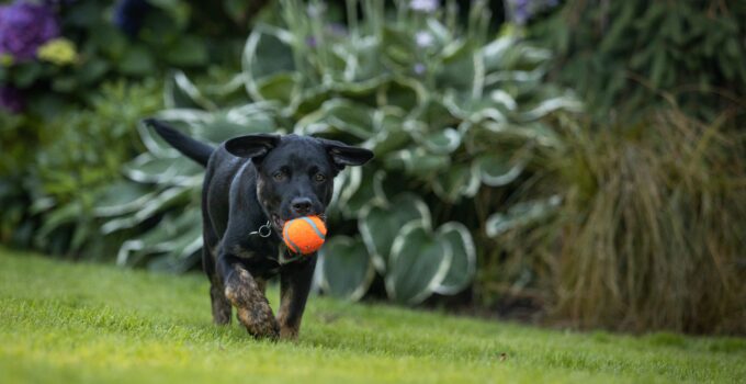 Making the Most of Your Dog Run: Fun Activity Ideas for Your Pet