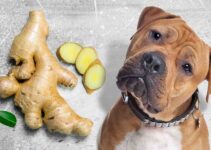 How Does Ginger Impact Dogs’ Health?