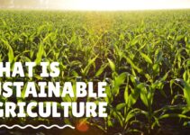 Unveiling the Essence of Sustainable Agriculture: Exploring Its Core Principles