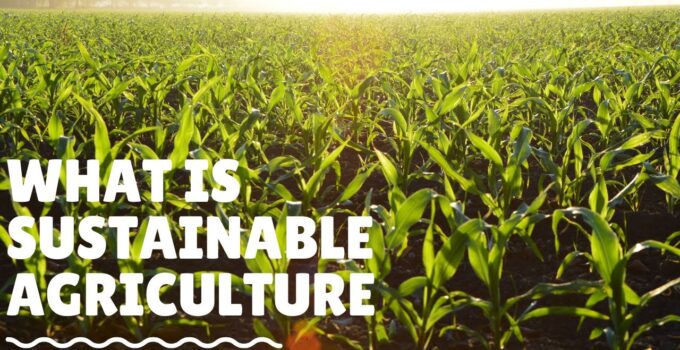 Unveiling the Essence of Sustainable Agriculture: Exploring Its Core Principles