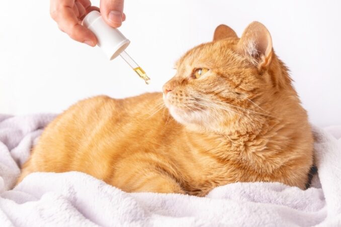 Administer CBD to Your Cat