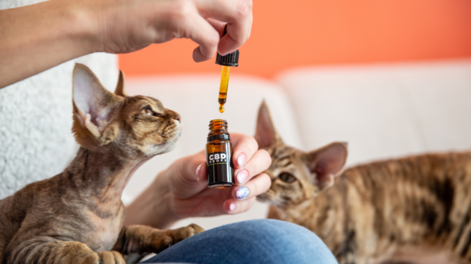 CBD and Its Benefits for Cats