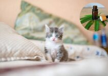 How to Give CBD to Cats: Tips for Safe and Effective Administration